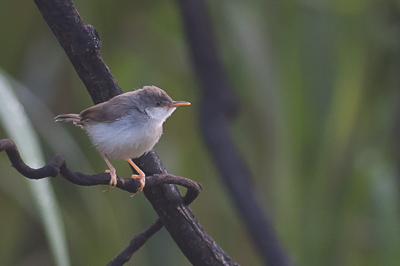 Grijsborstprinia